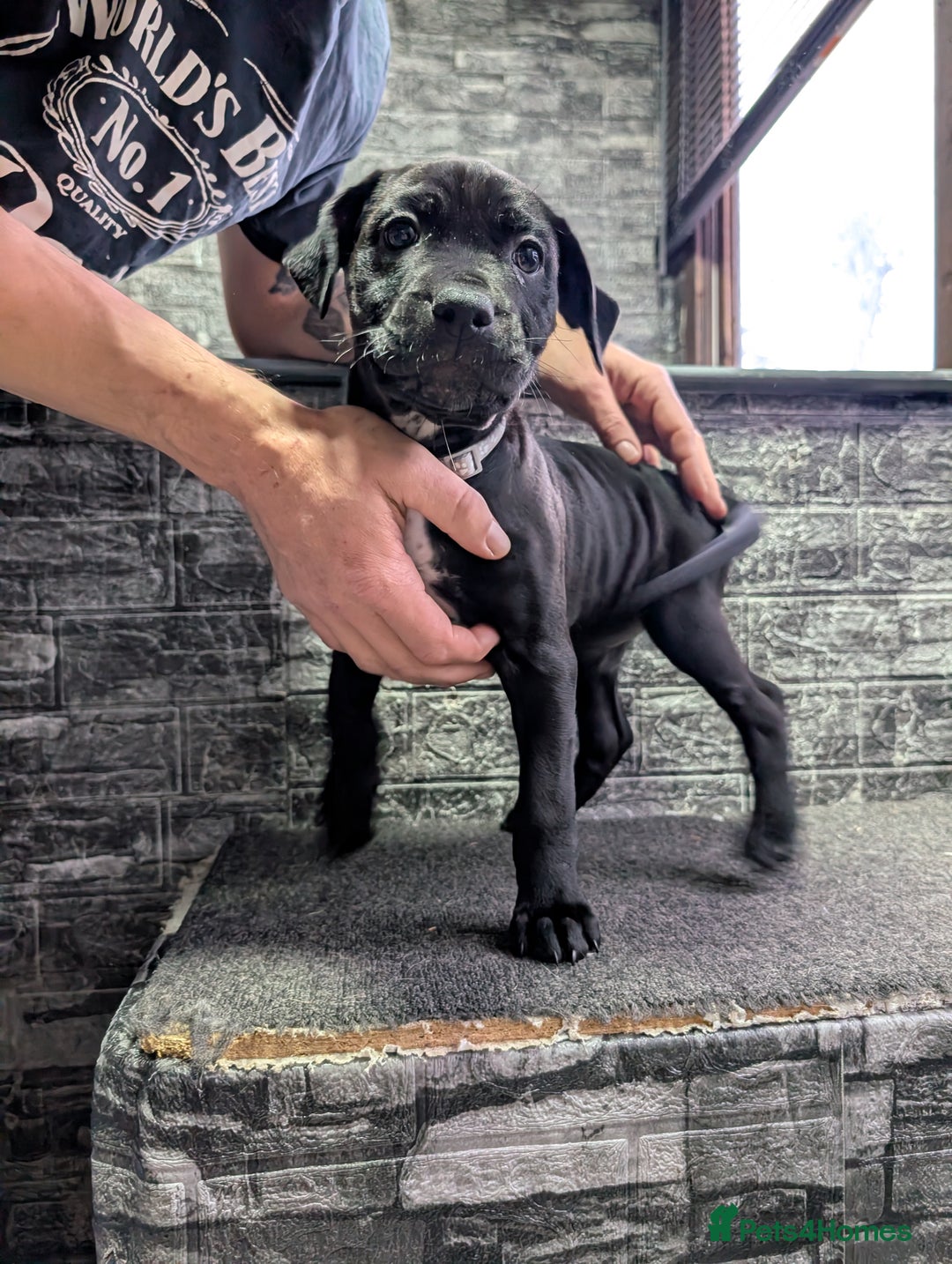 Cane Corso dogs for sale: Cane corso puppies  - Advert 33