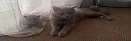 British Shorthair cats for sale: Baby Kittens British Shorthair in Gravesend - Advert 15