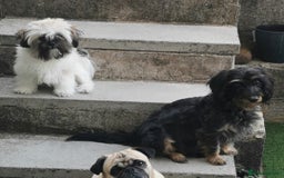Mixed Breed dogs for sale: Little bundles of schweenie love!  - Image 27