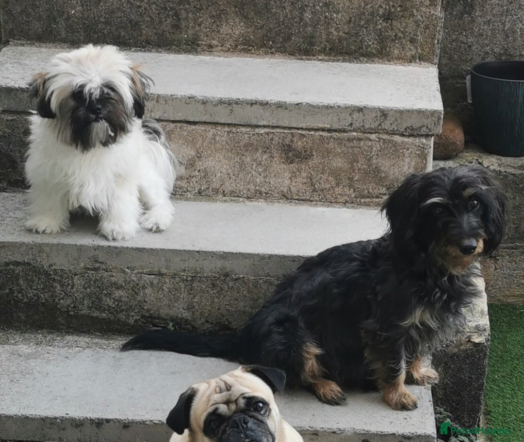 Mixed Breed dogs for sale: Little bundles of schweenie love!  - Image 27