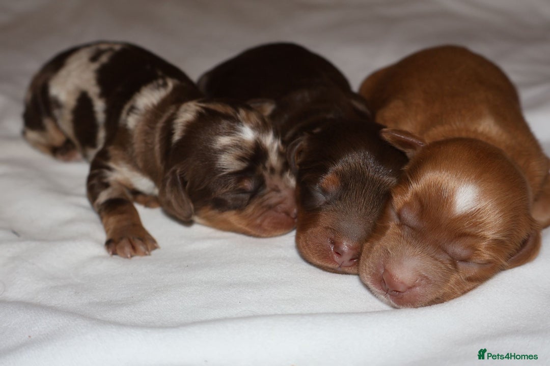 Cockapoo dogs for sale: Exceptional cockapoo puppies  - Advert 7