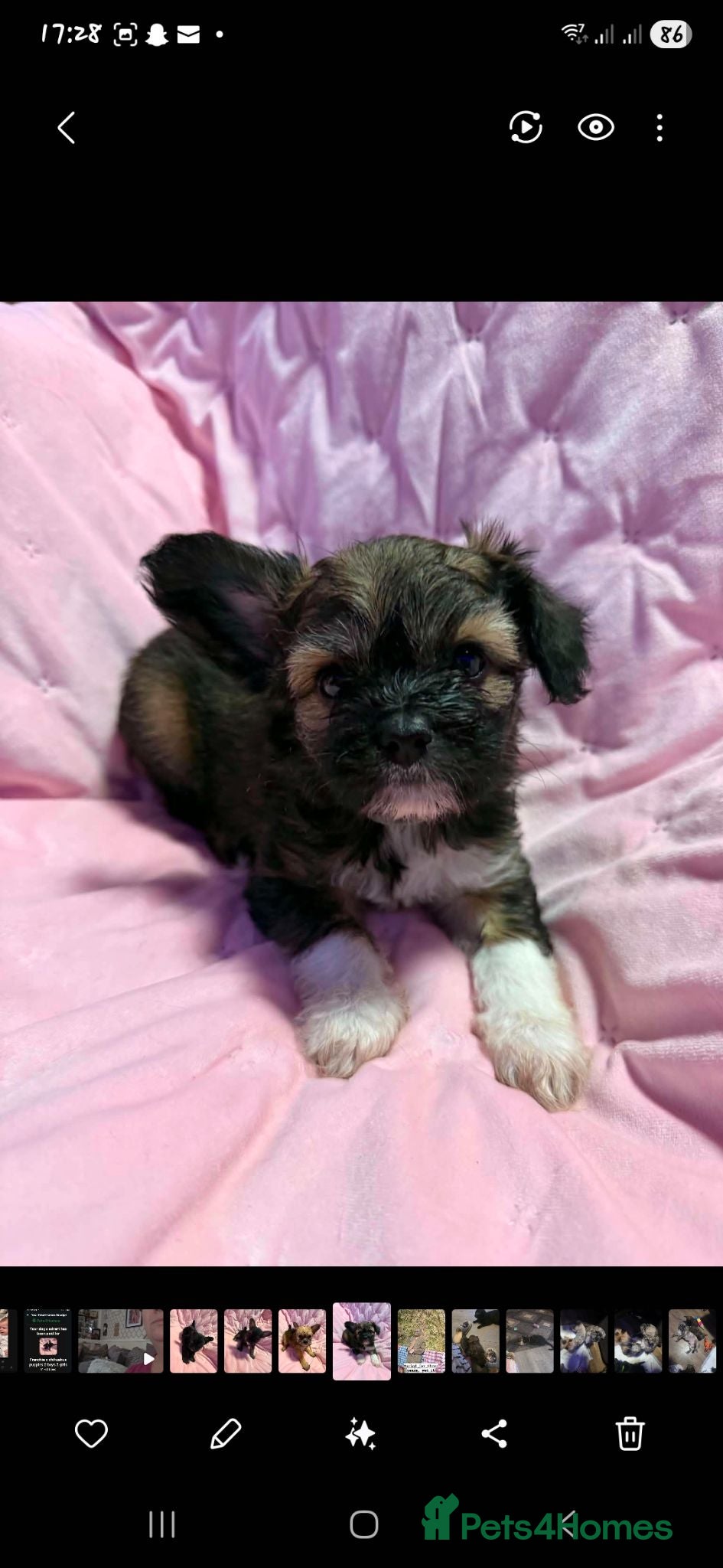 Mixed Breed dogs Frenchie x chihuahua puppies 2 boys 2 girls - Advert 7