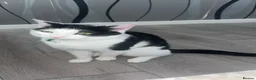 Mixed Breed cats for sale: Leo 11month cat in Glasgow - Advert 2