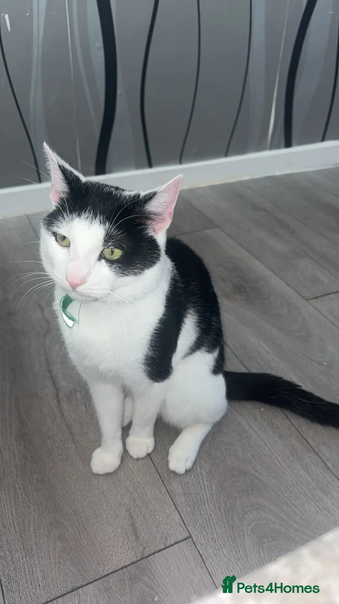 Mixed Breed cats for sale: Leo 11month cat in Glasgow - Advert 2