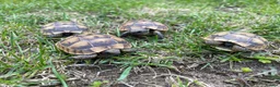 Tortoise reptiles for sale: Spur-Thigh Tortoise (Testudo Graeca) - Advert 2