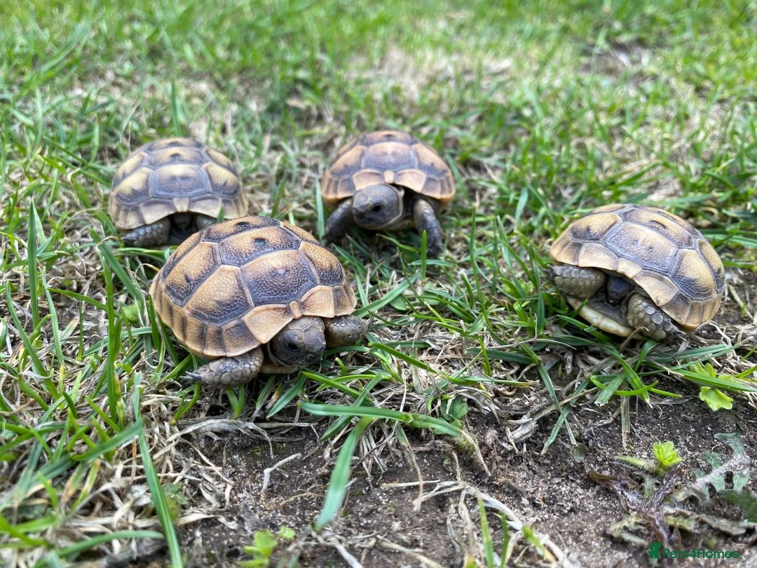 Tortoise reptiles for sale: Spur-Thigh Tortoise (Testudo Graeca) - Advert 2