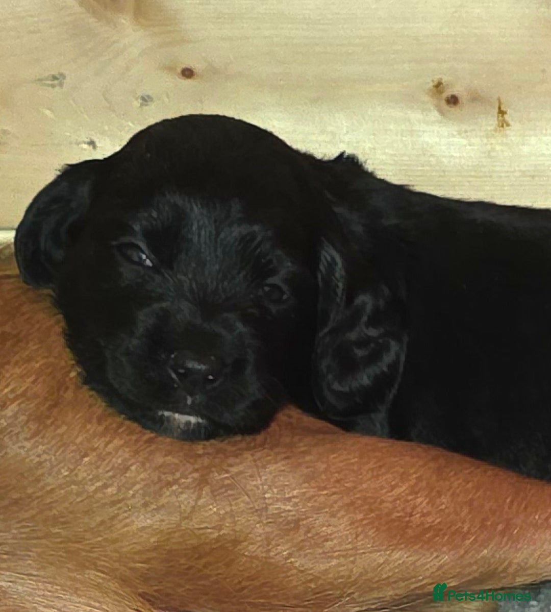 Sprocker dogs for sale: Beautiful chunky sprocker spaniel puppies  - Advert 8