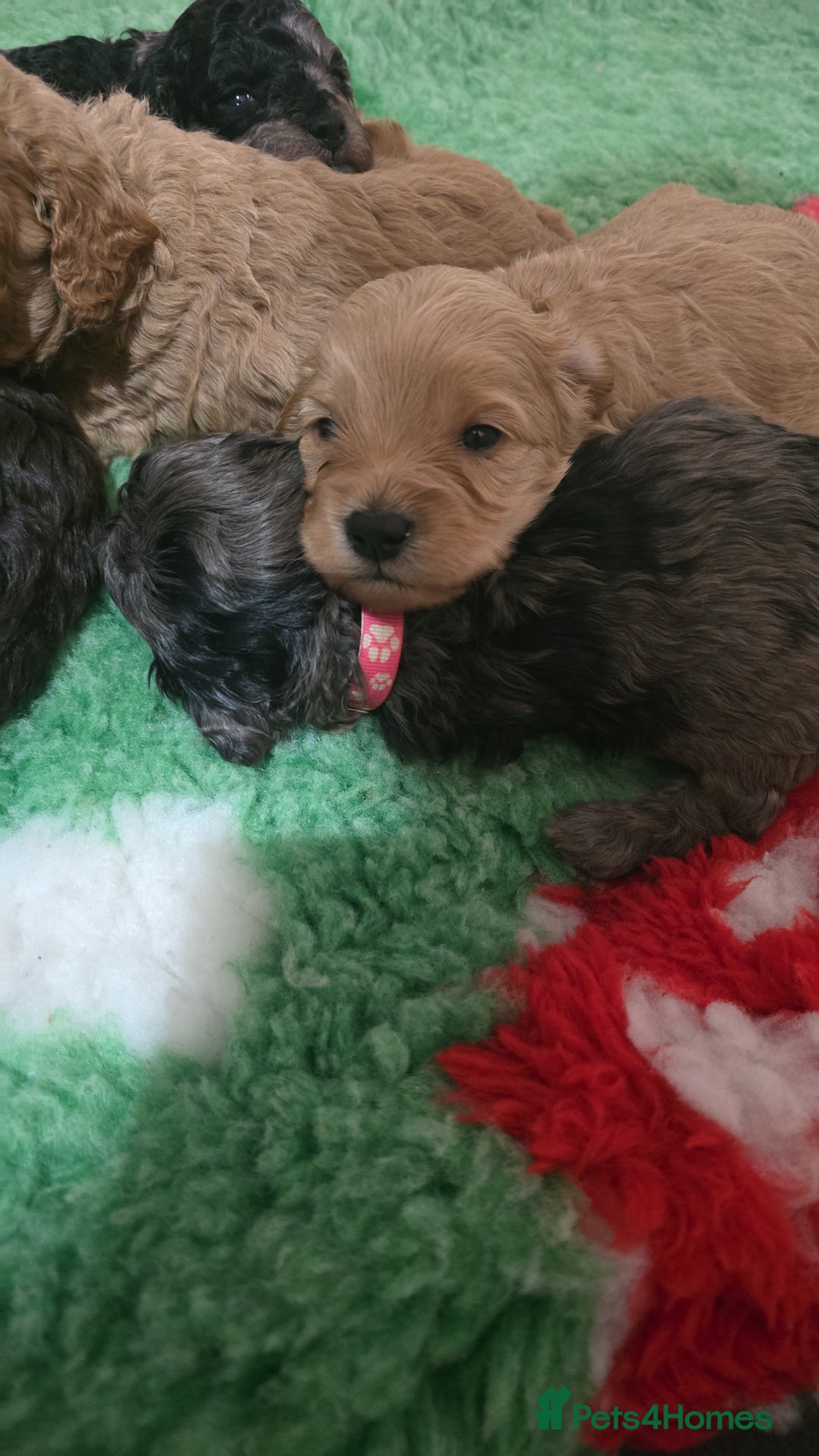 Cavapoo dogs for sale: Beautiful fully health tested cavapoo puppies  - Advert 18