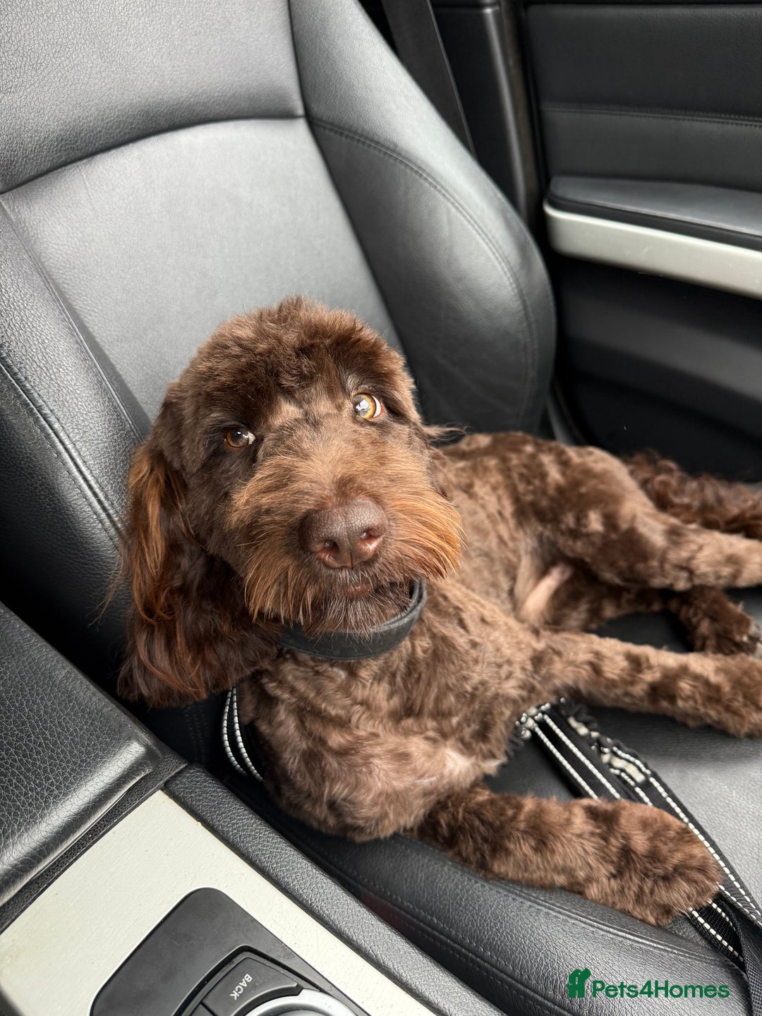 Cockapoo dogs for sale: Dexter - Image 4