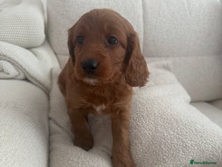 Cockapoo dogs 1 Golden Cockapoo girl left 🐶 - Advert 9