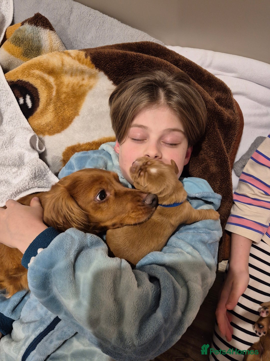 Cocker Spaniel dogs for sale: KC reg,Adorable,Golden Working CockerSpaniel Pupps - Advert 8