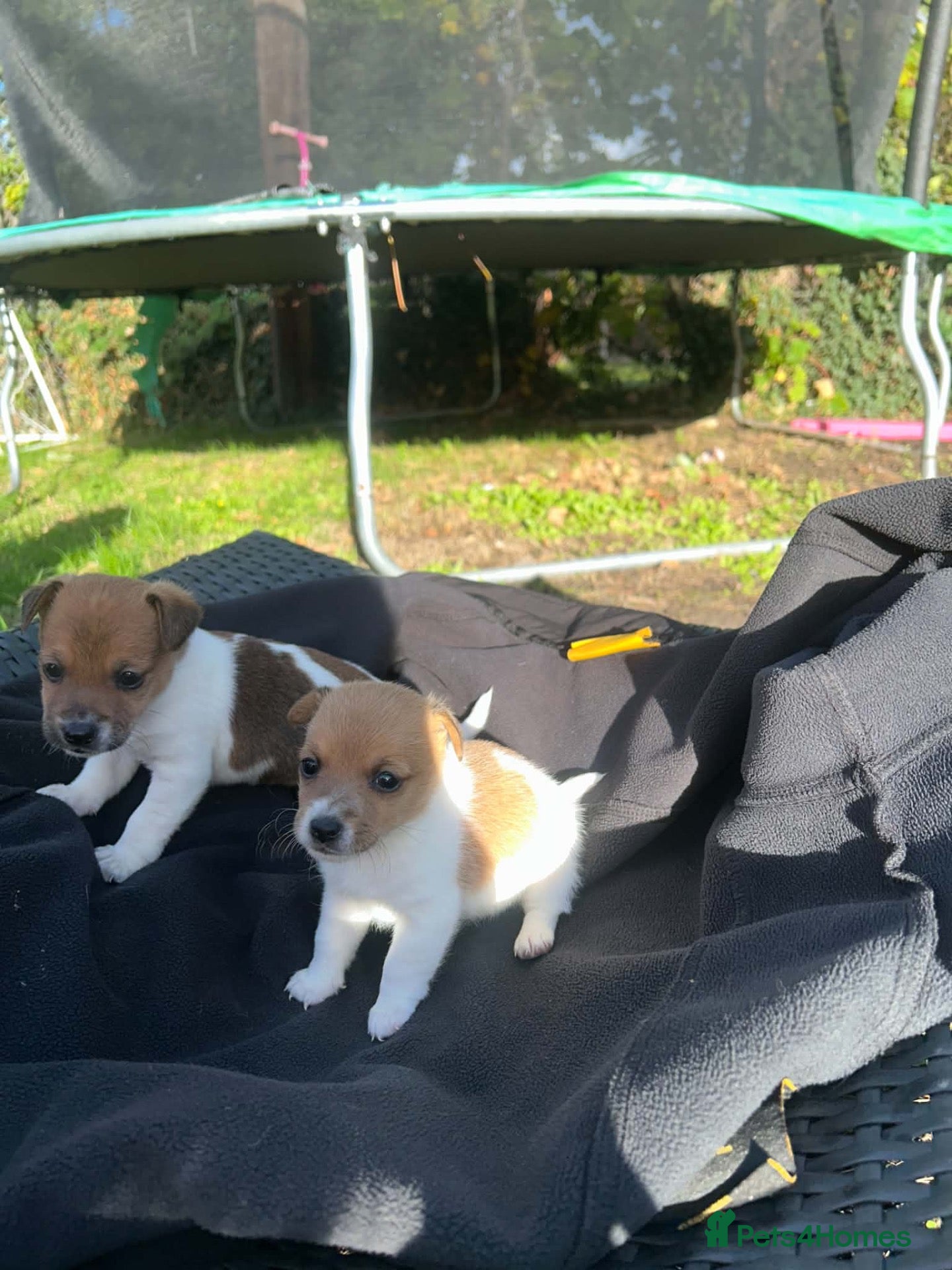 Jack Russell dogs for sale: Jack Russell puppies  - Advert 1