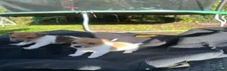 Jack Russell dogs for sale: Jack Russell puppies  - Advert 1