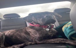 Mixed Breed dogs for sale: Family dog for Sale - Image 7
