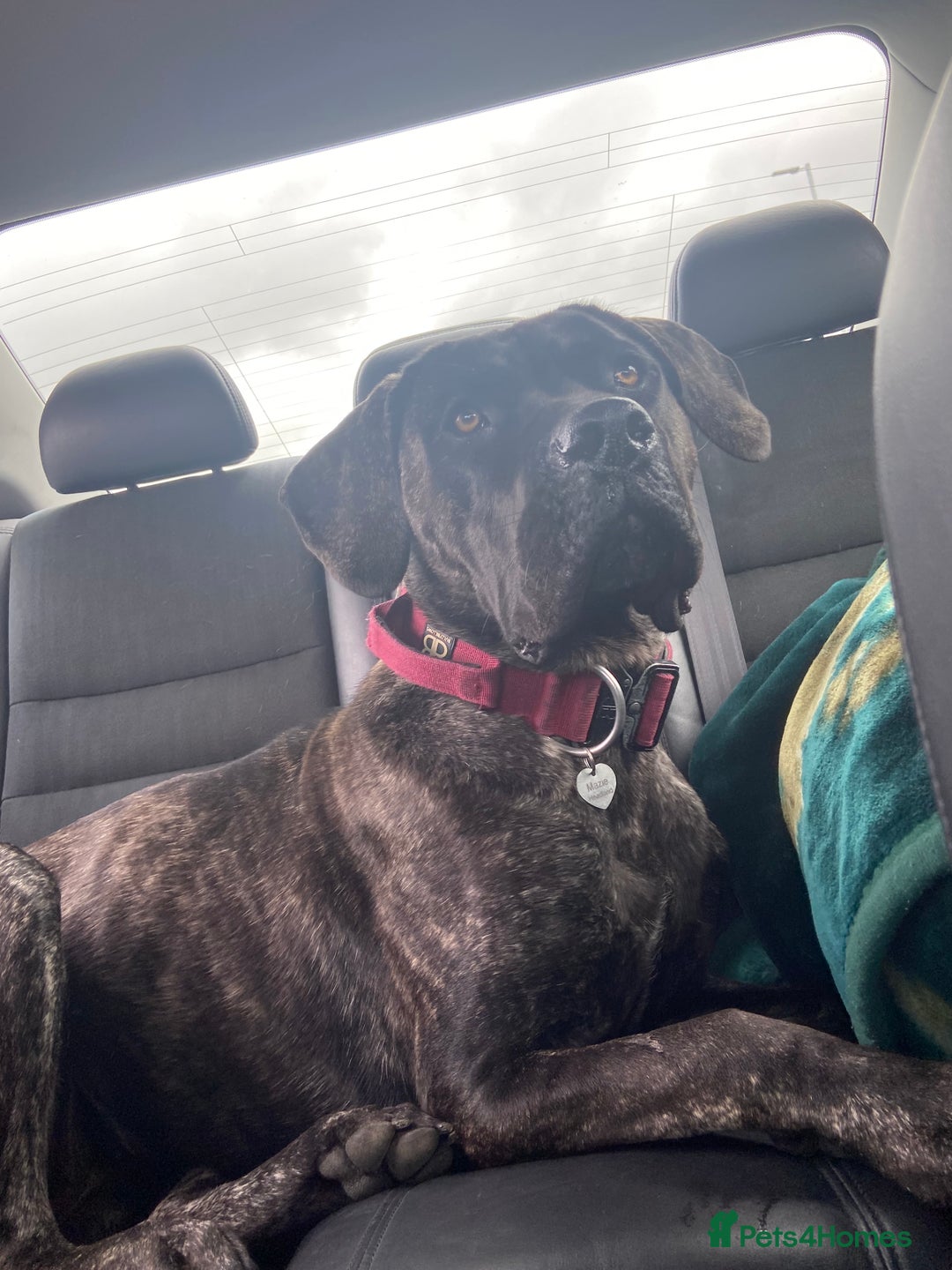 Mixed Breed dogs for sale: Family dog for Sale - Image 7