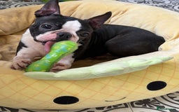 Boston Terrier dogs for sale: Stunning litter Kc reg Boston terriers  - Image 5