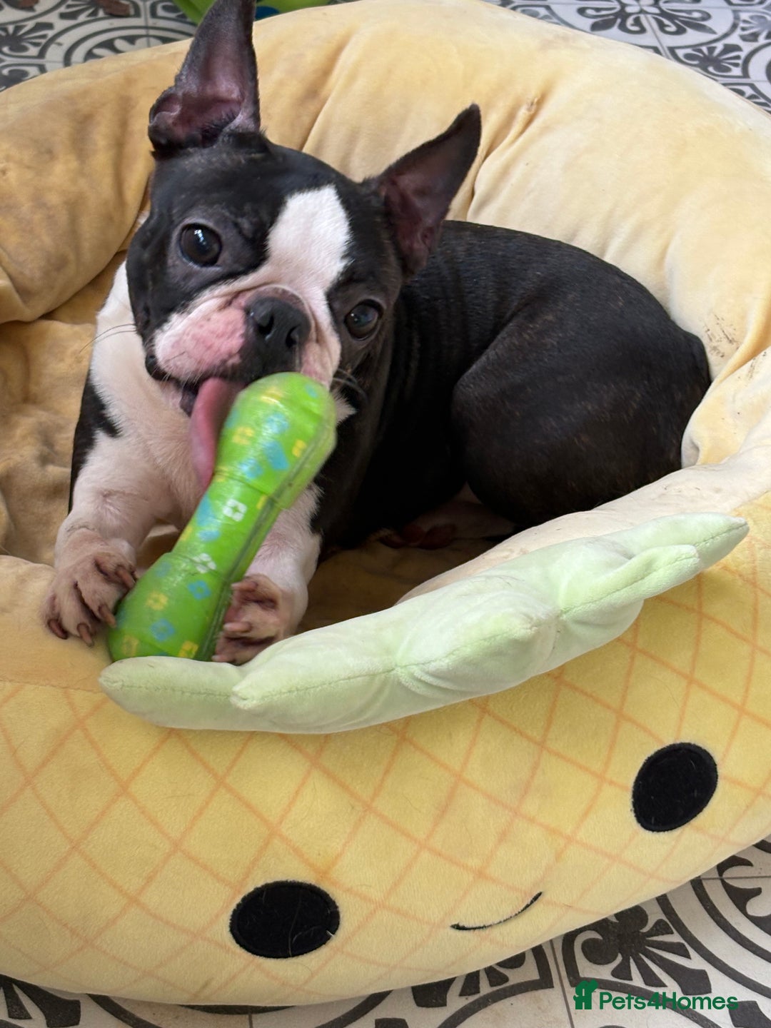 Boston Terrier dogs for sale: Stunning litter Kc reg Boston terriers  - Image 5