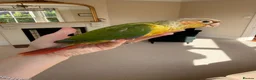 Conures birds for sale: Pineapple and Turquoise Conures - Advert 2