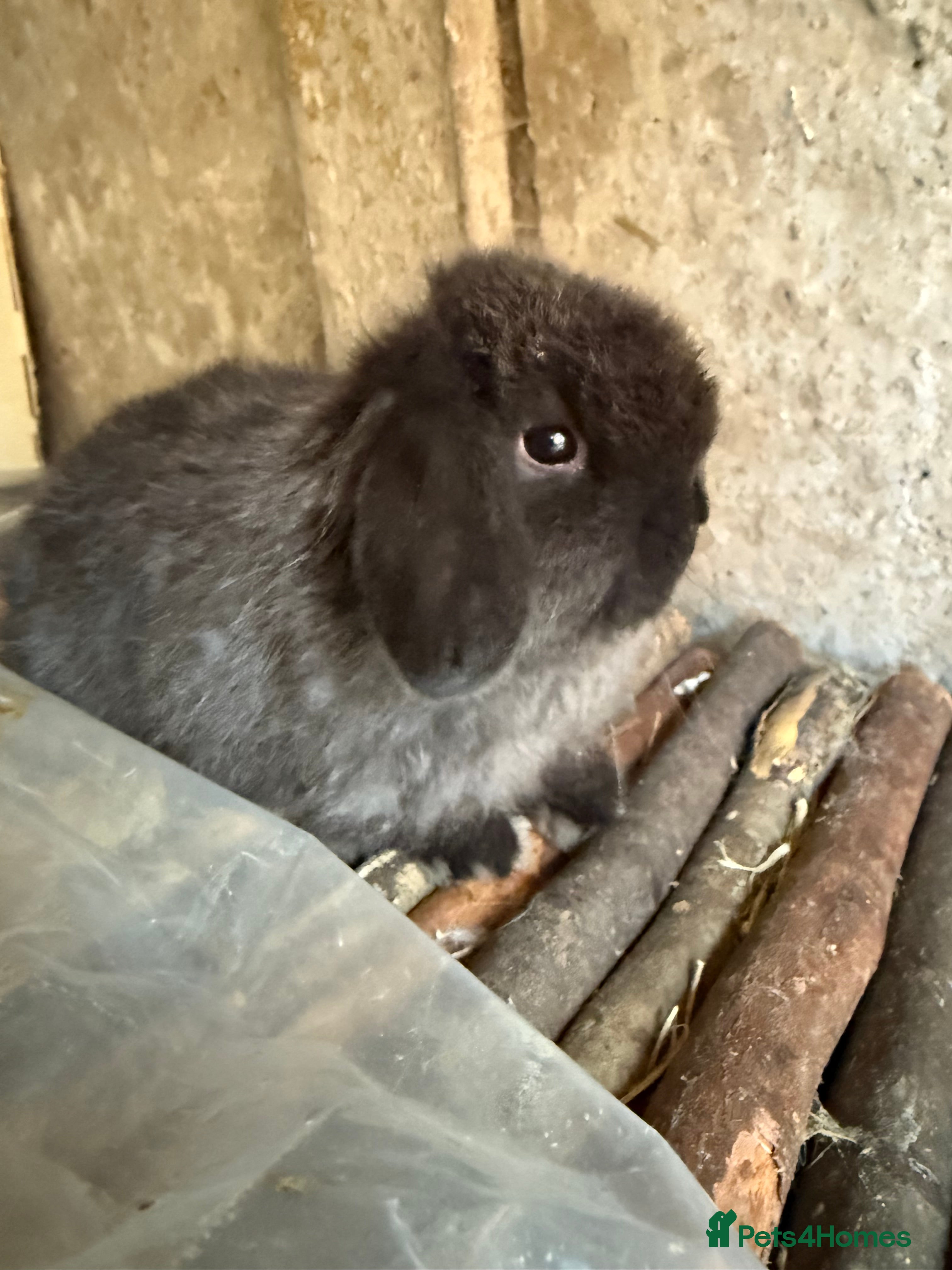 Mini Lop rabbits Exceptional BRC mini lops  - Advert 15