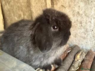 Mini Lop rabbits Exceptional BRC mini lops - Advert 6