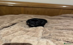 Mixed Breed dogs for sale: French bulldog x cocker spaniel pups - Advert 7