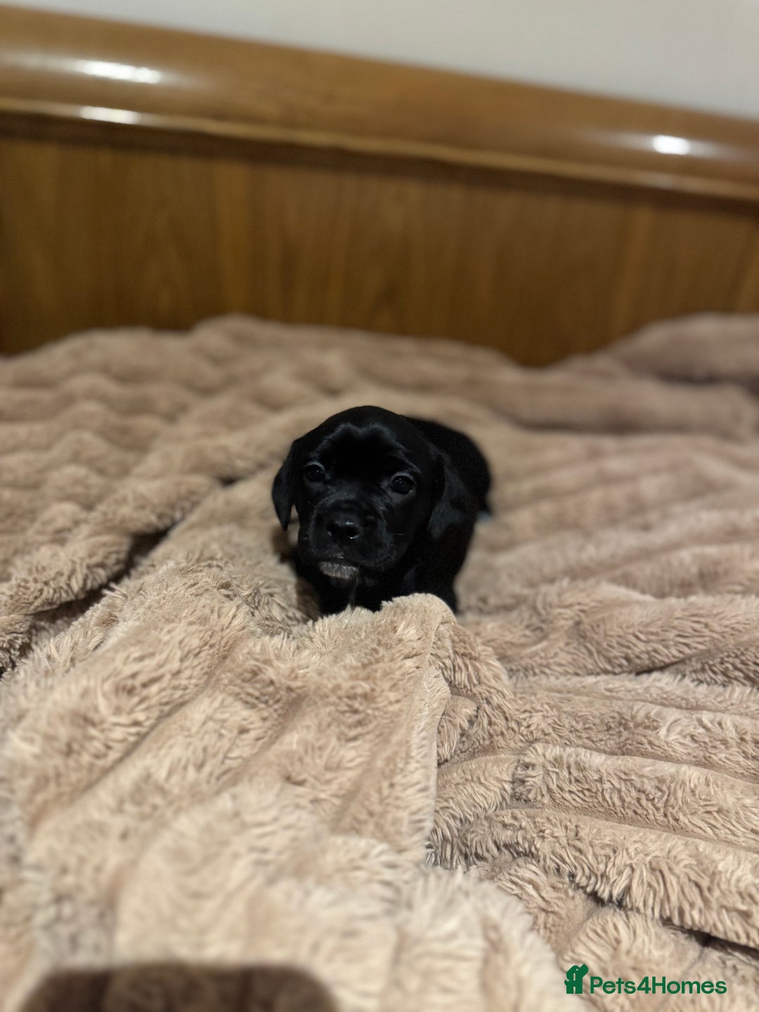 Mixed Breed dogs for sale: French bulldog x cocker spaniel pups - Advert 7