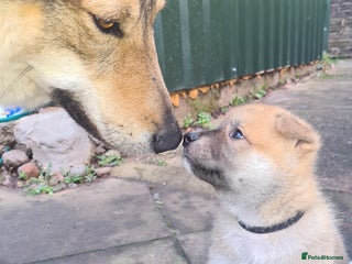 Mixed Breed dogs Czech Wolfdog × Akita/Malamute Puppies - Advert 2