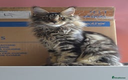 Maine Coon cats for sale: Tica Registered Maine Coon boy & girl *ready now* - Image 20