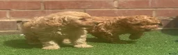 Cavapoo dogs for sale: One Male ready to leave now   - Advert 7