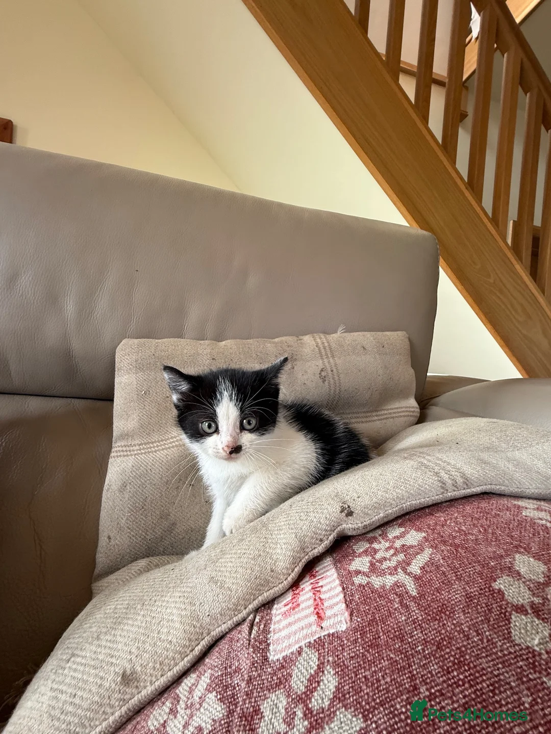 Mixed Breed cats for sale: 4 kittens for sale  - Advert 21