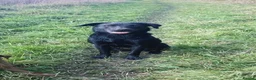 Labrador Retriever dogs for sale: KC Registered Black Labrador Puppies FTCh Pedigree - Advert 8