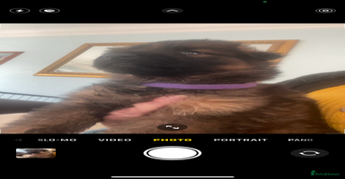 German Shepherd dogs German shepherd puppies - Stunning - Advert 7