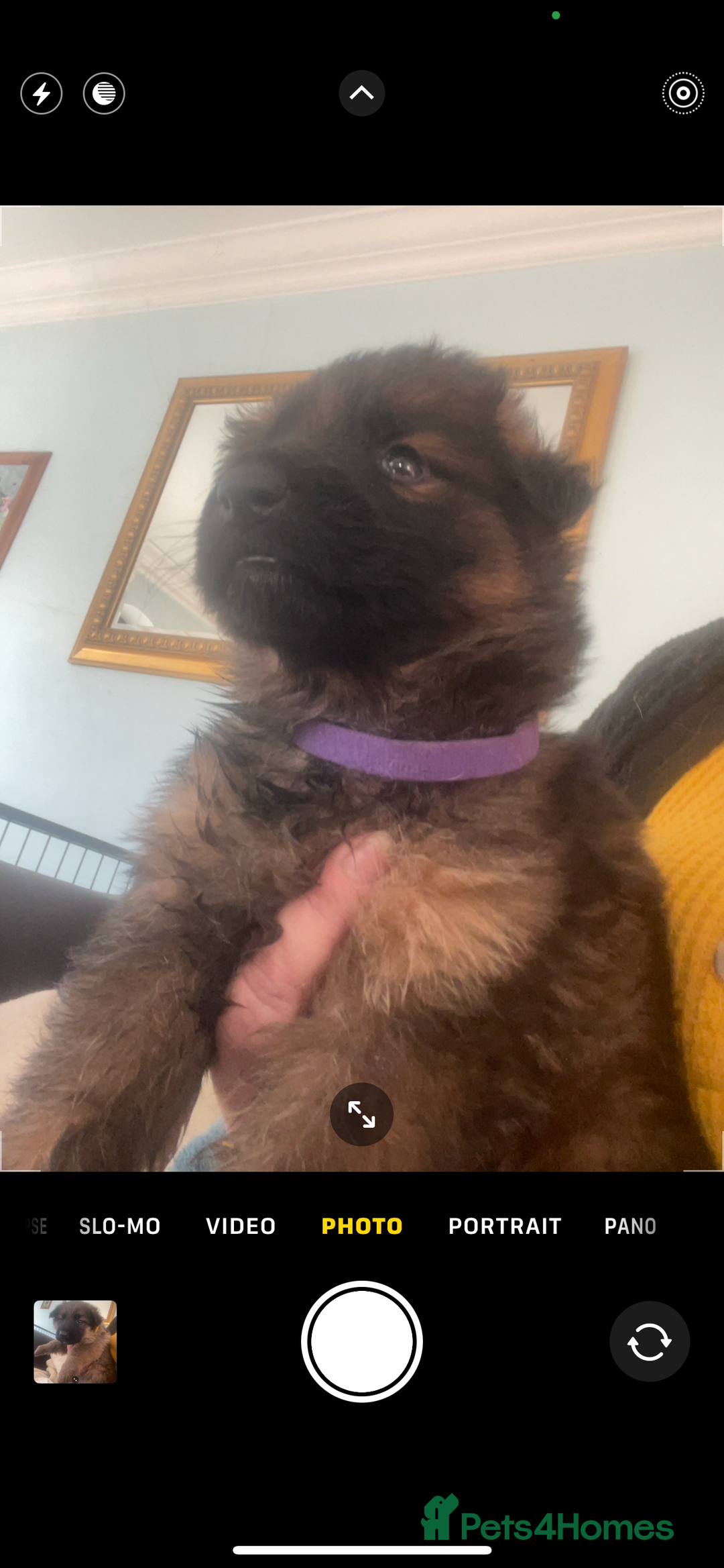 German Shepherd dogs for sale: German shepherd puppies - Stunning - Advert 3
