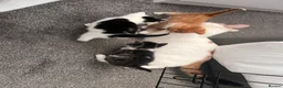 Mixed Breed cats for sale: 3 males, 1 female from loving family home - Advert 33