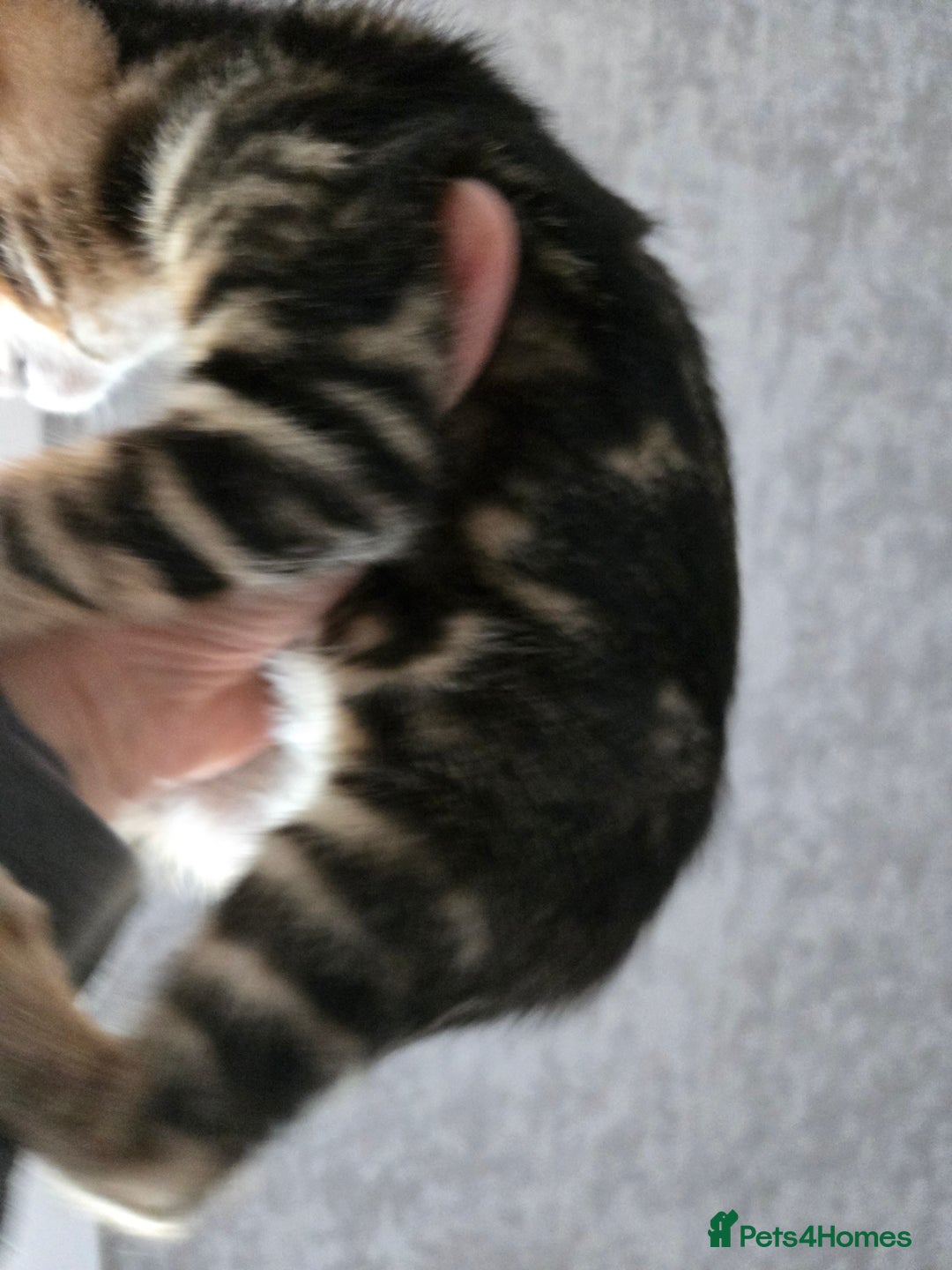 Bengal cats for sale: Two stunning little girls absolutely stunning!!!  - Advert 13