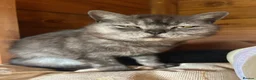 Mixed Breed cats for sale: 6 Kittens for forever homes - see description  - Advert 2