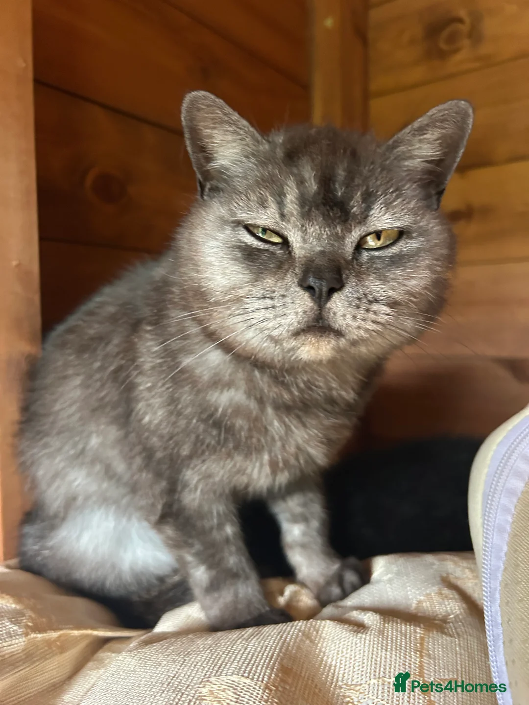Mixed Breed cats for sale: 6 Kittens for forever homes - see description  - Advert 2
