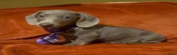 Dachshund dogs for sale: Reg miniature smooth daschunds  - Advert 34