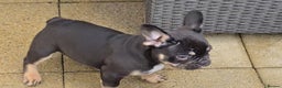 French Bulldog dogs for sale: 6 beautiful litter of French Bulldogs - Advert 13