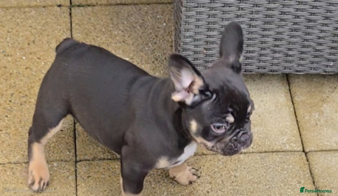 French Bulldog dogs for sale: 6 beautiful litter of French Bulldogs - Advert 13
