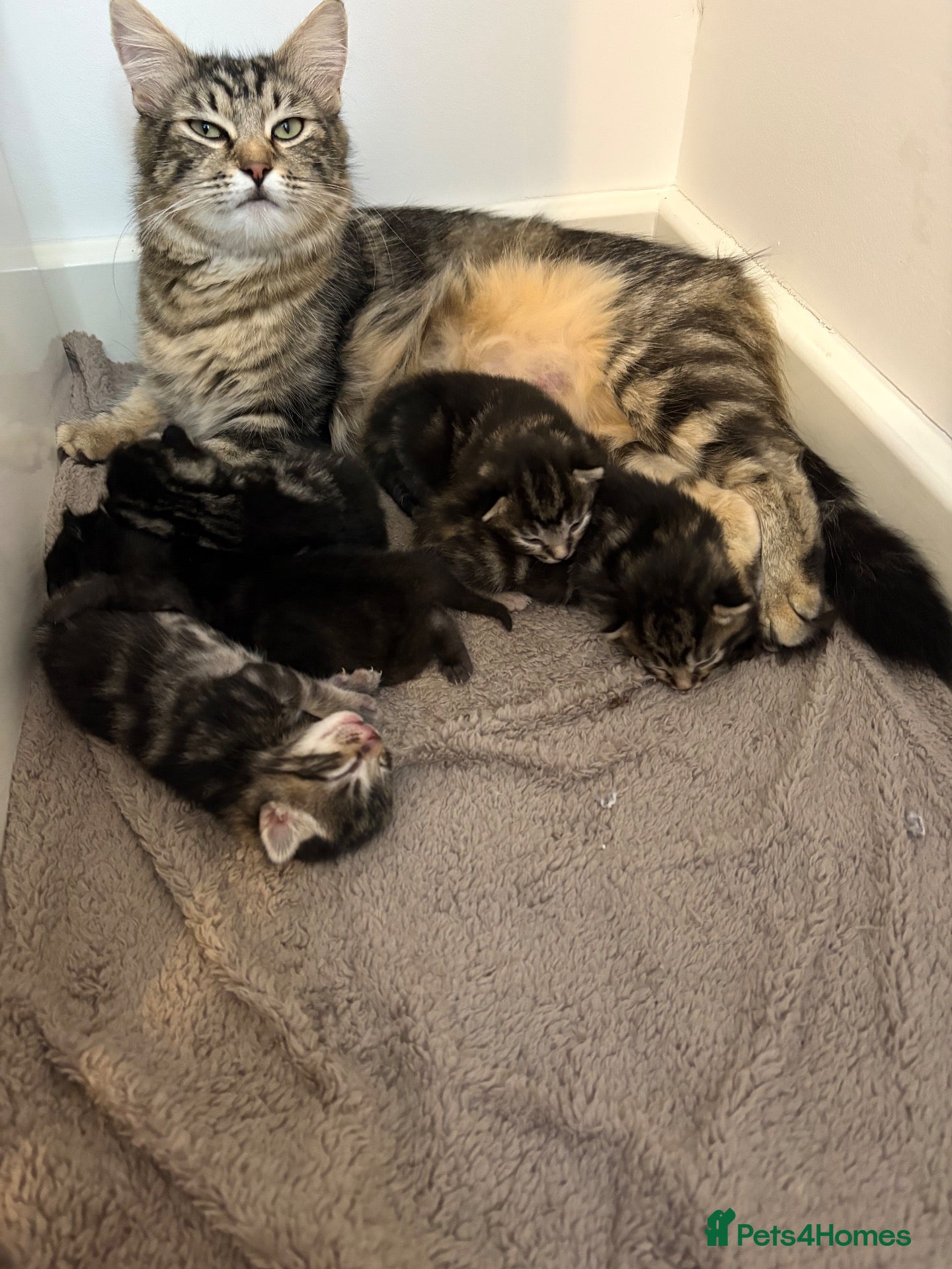 Mixed Breed cats Tabby kittens  - Advert 4