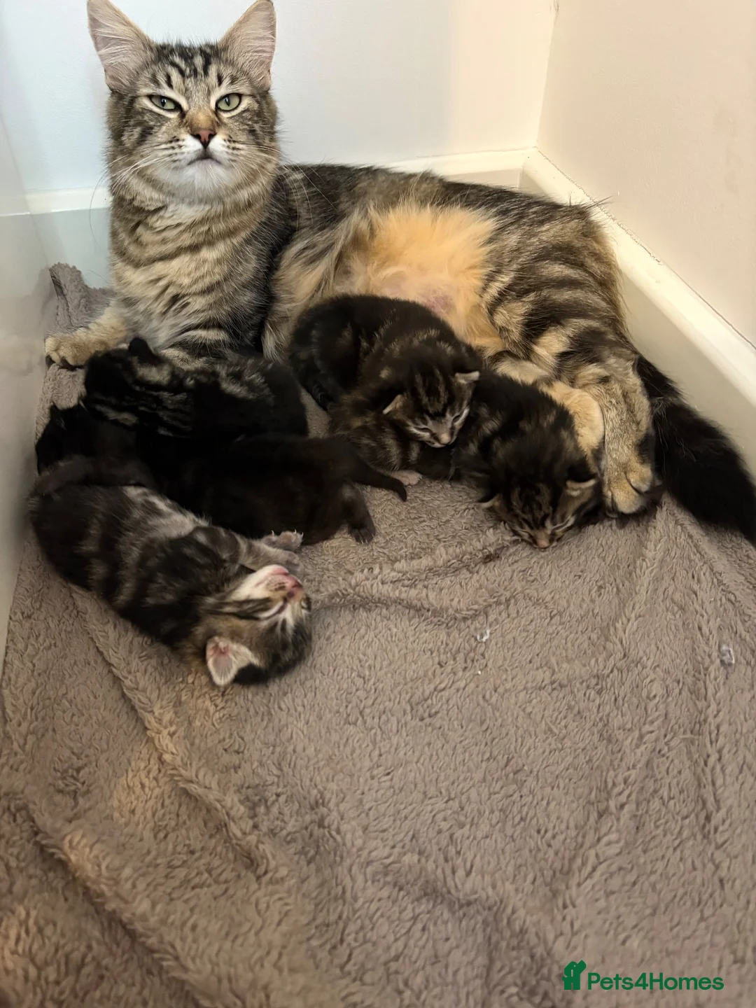Mixed Breed cats for sale: Tabby kittens  in Abingdon - Advert 1