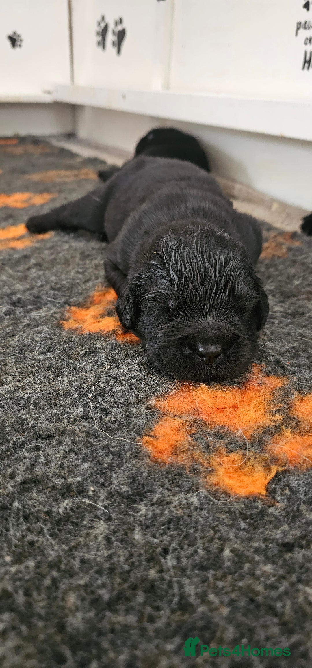 Newfoundland dogs for sale: Outstanding Newfoundland babies  - Image 17