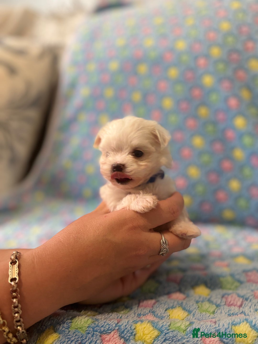 Maltese dogs for sale: Tiny kc registered maltese Korean boys  - Image 31