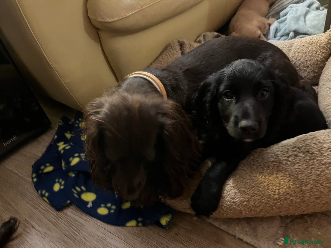Cocker Spaniel dogs for sale: Gorgeous KC Working Cocker Spaniel Puppy Available - Image 29