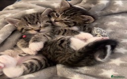 Mixed Breed cats for sale: Cute Adorable Tabby Kittens  - Image 1