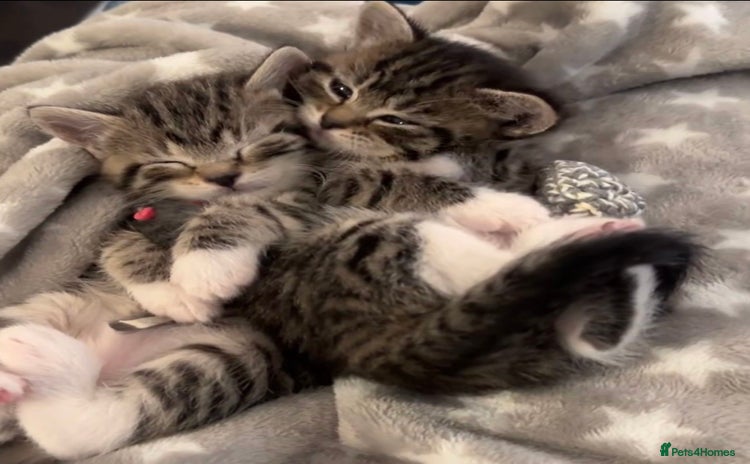 Mixed Breed cats - Advert 3
