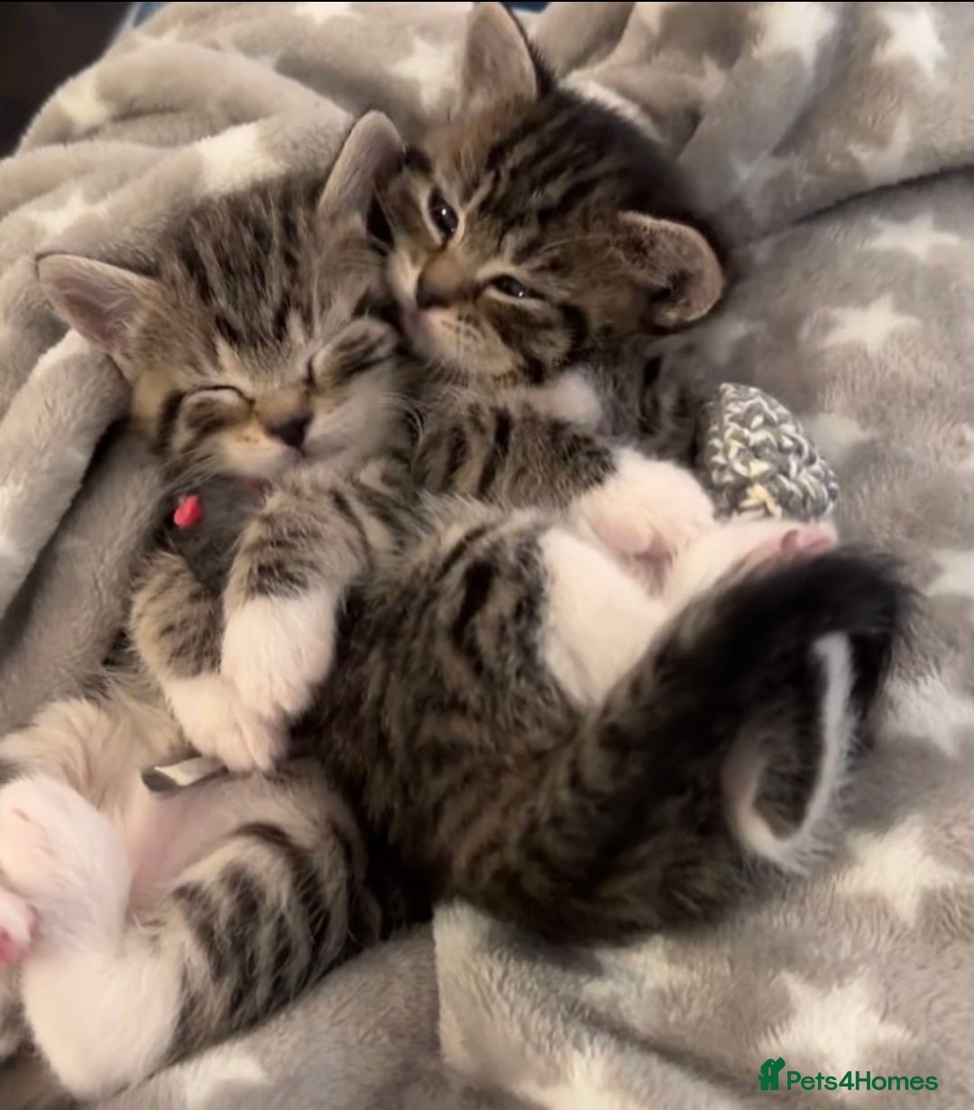 Mixed Breed cats for sale: Cute Adorable Tabby Kittens  - Image 1