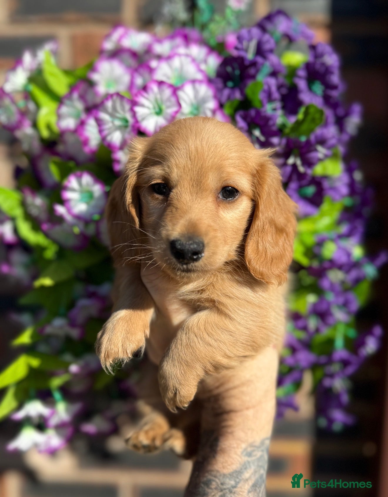 Miniature Dachshund dogs 🧡💛Stunning Longhaired Dachshund Puppies💛🧡 - Advert 11