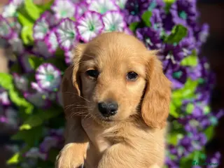 Miniature Dachshund dogs 🧡💛Stunning Longhaired Dachshund Puppies💛🧡 - Advert 11